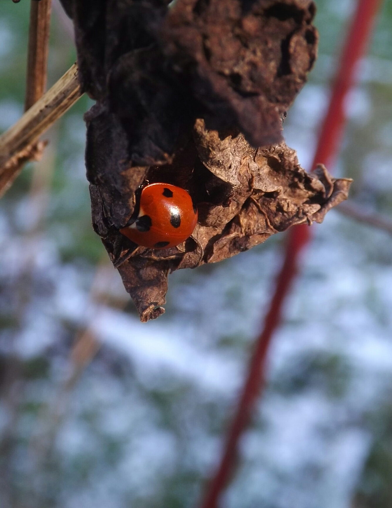  seven spot ladybird