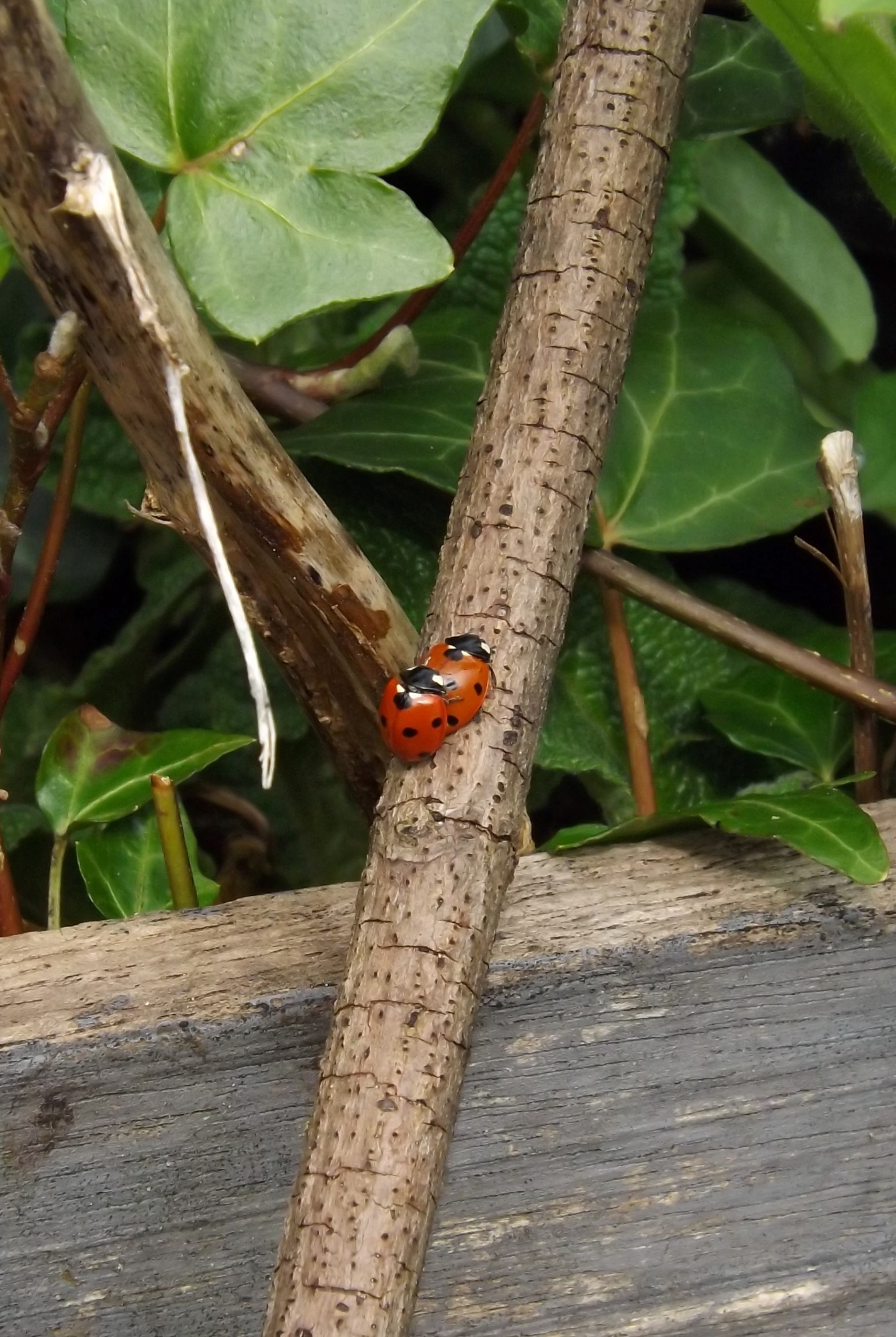 C. septempunctata (seven-spot ladybird) by the herb garden