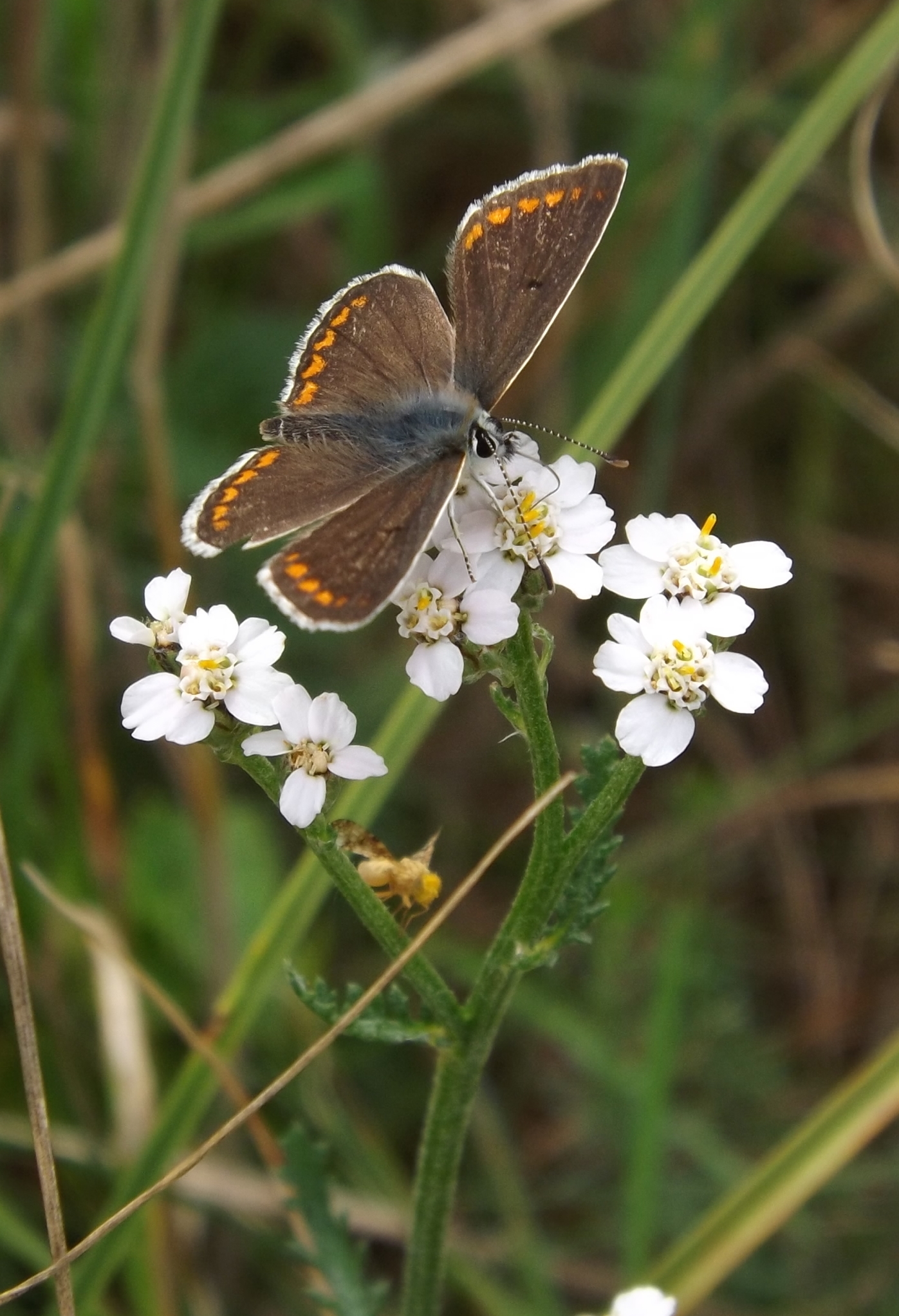 Brown Argus butterfly