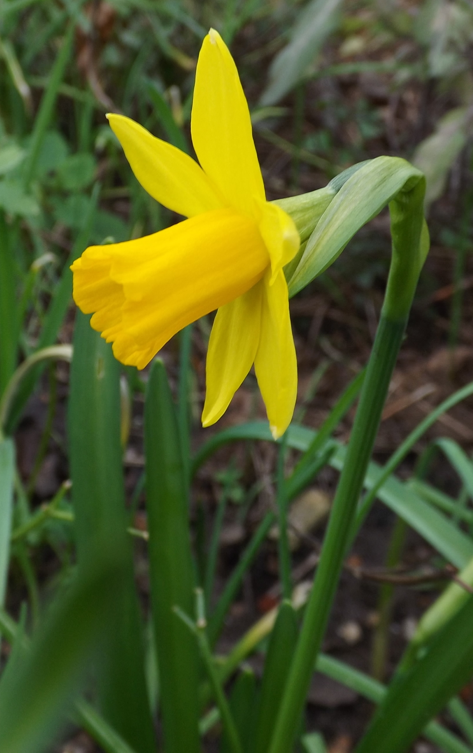 Dwarf Daffodil in flower