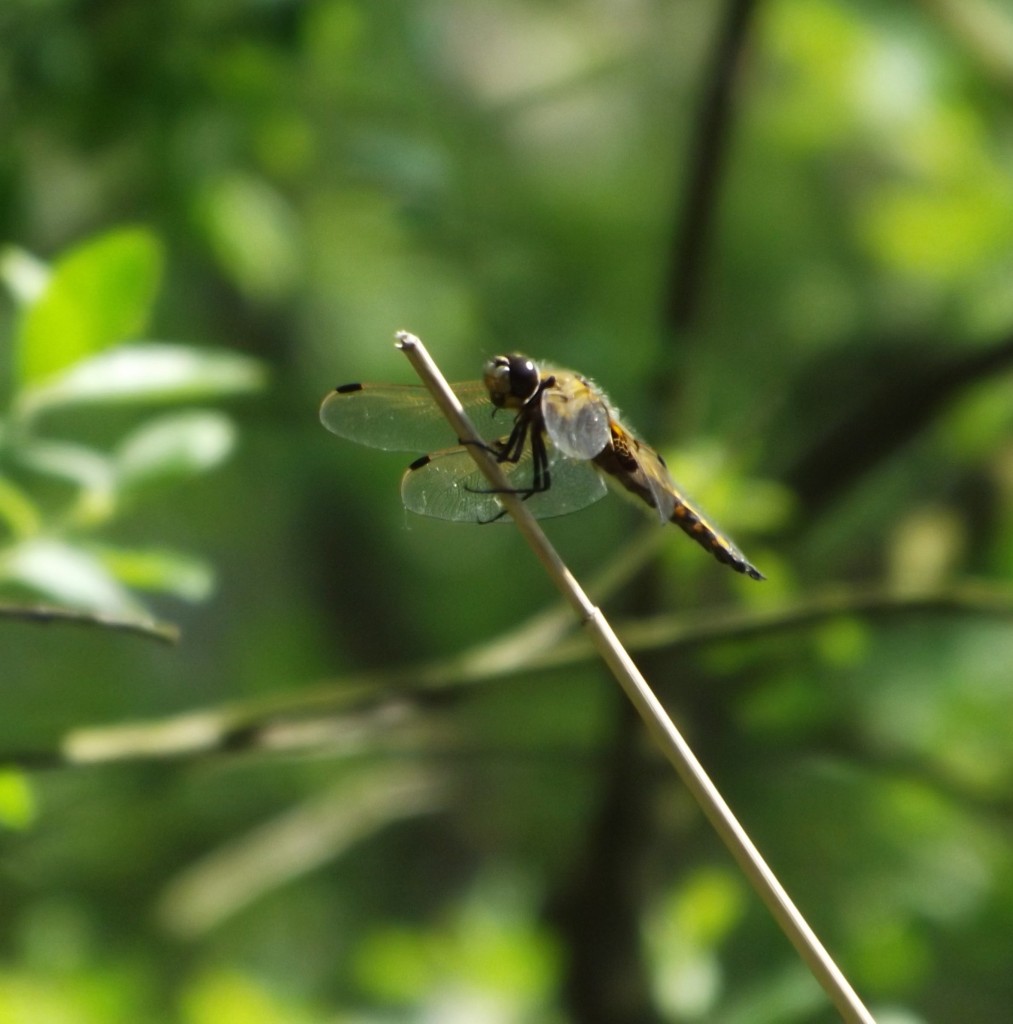 Four spotted chaser (libellula quadrimaculata)