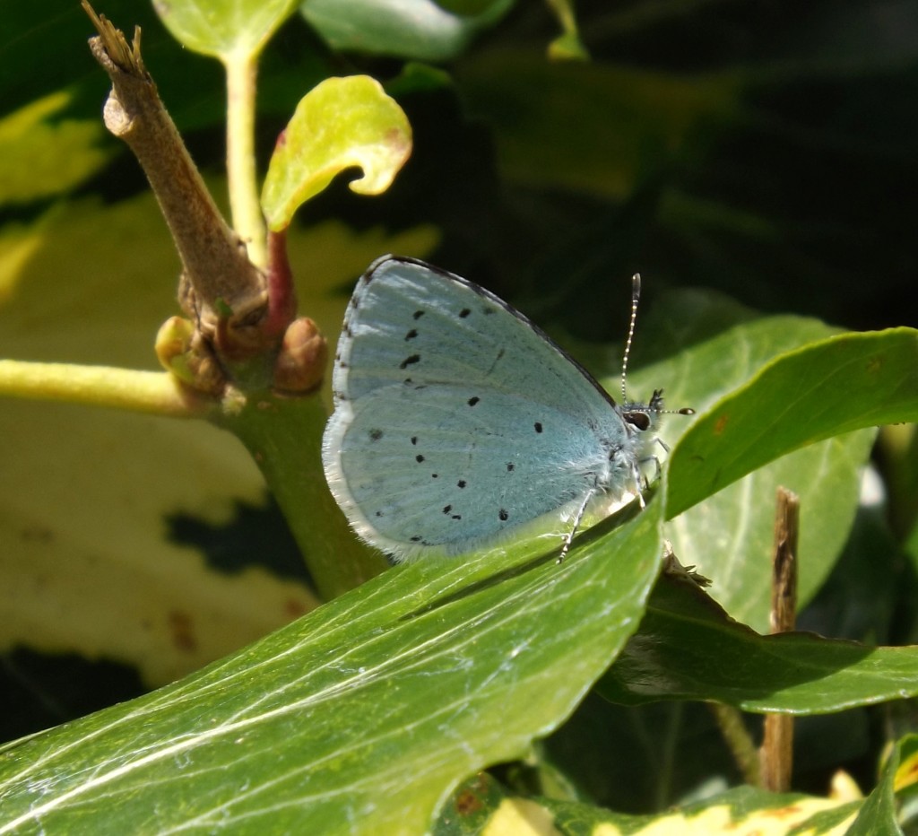 female holly blue