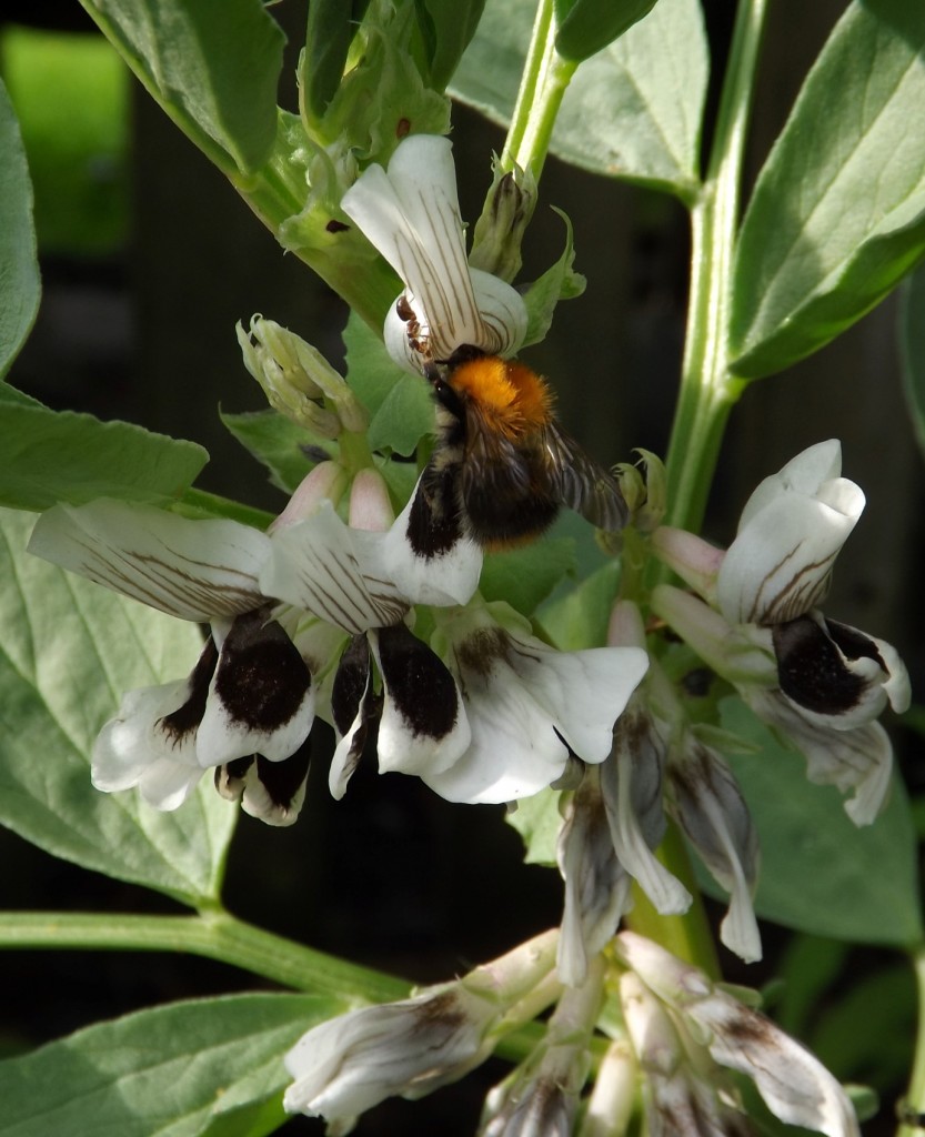 bee on beans