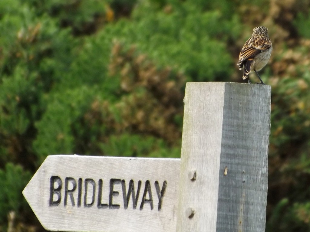 Juvenile stonechat checking directions
